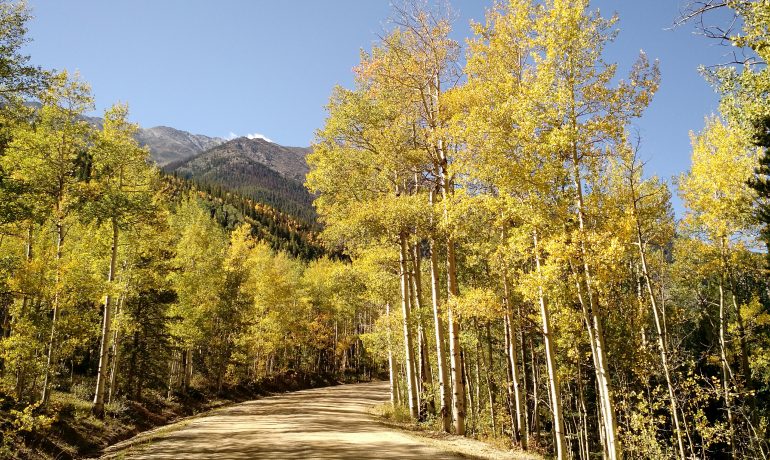 A yellow dirt road curves to the right and out of sight, lined on both sides by tall straight trees with white bark, leaves beginning to shift from green to yellow. Mountain peaks appear above the trees, covered with dark green pine trees.